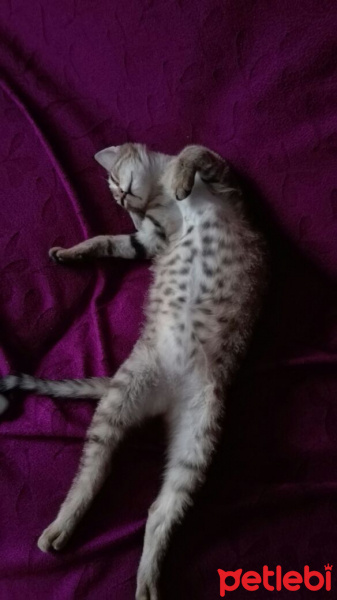 Tekir Kedi, Kedi  Ponçik fotoğrafı