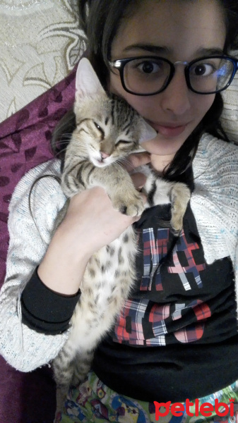 Tekir Kedi, Kedi  Ponçik fotoğrafı