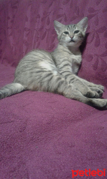 Tekir Kedi, Kedi  Ponçik fotoğrafı