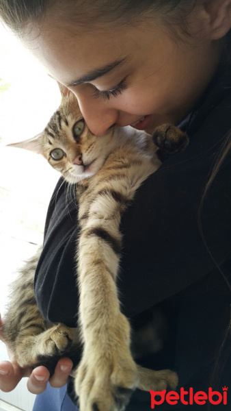 Tekir Kedi, Kedi  Ponçik fotoğrafı