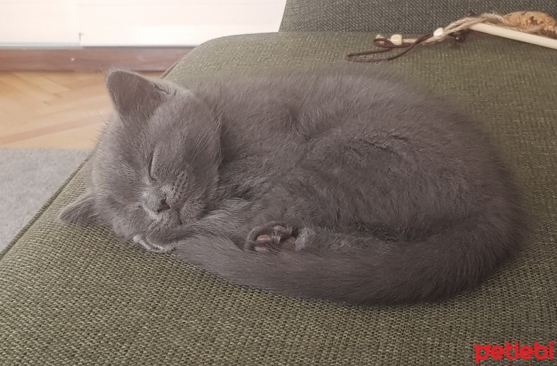 British Shorthair, Kedi  Şans fotoğrafı