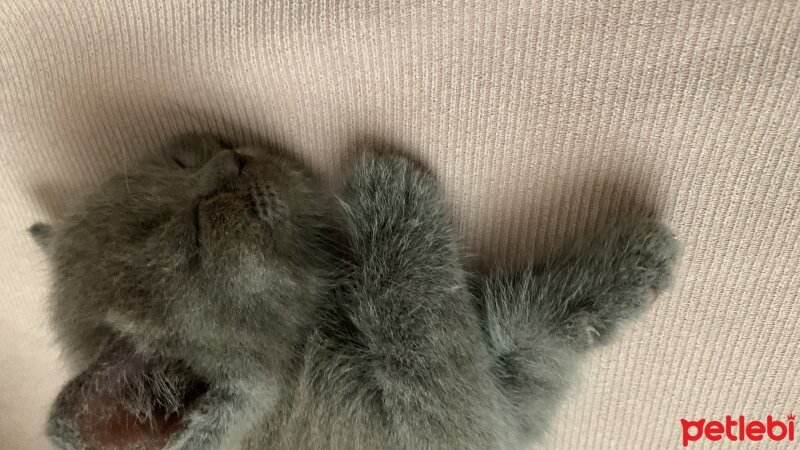 British Shorthair, Kedi  Leya fotoğrafı