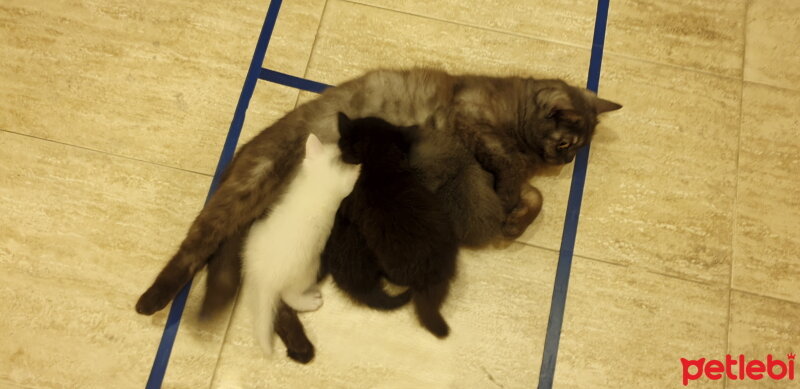 British Shorthair, Kedi  Leya fotoğrafı