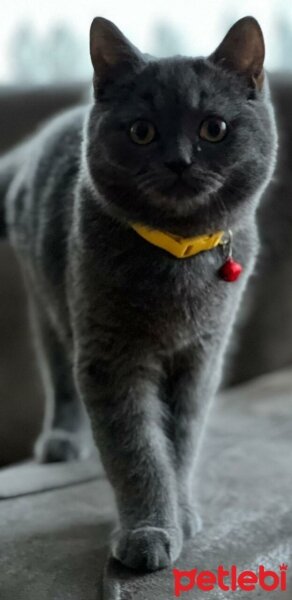 British Shorthair, Kedi  Leya fotoğrafı