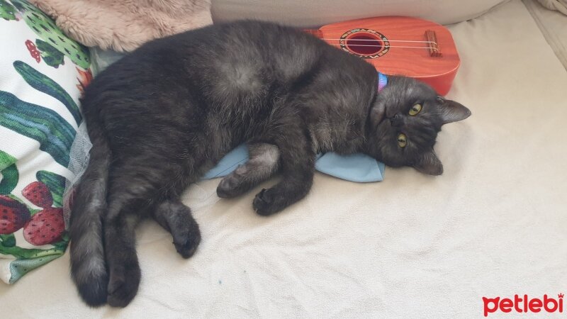 British Shorthair, Kedi  Leya fotoğrafı