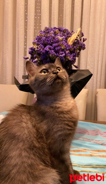 British Shorthair, Kedi  Leya fotoğrafı