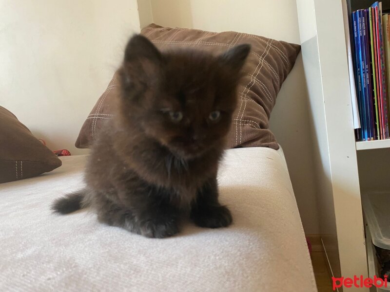 British Shorthair, Kedi  Leya fotoğrafı