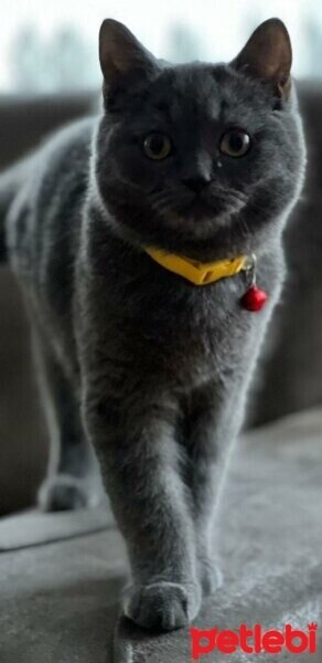 British Shorthair, Kedi  Leya fotoğrafı