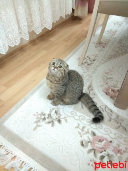 Scottish Fold, Kedi  Karamel fotoğrafı