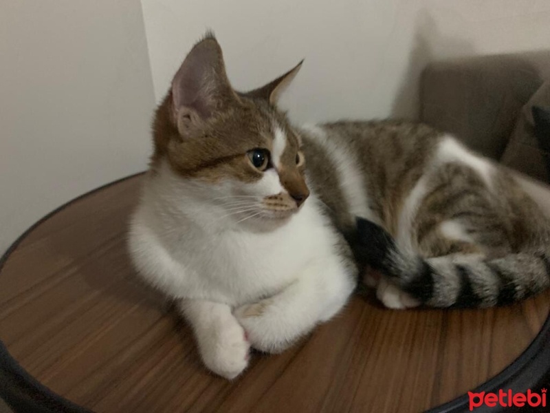 Tekir Kedi, Kedi  Lokum fotoğrafı
