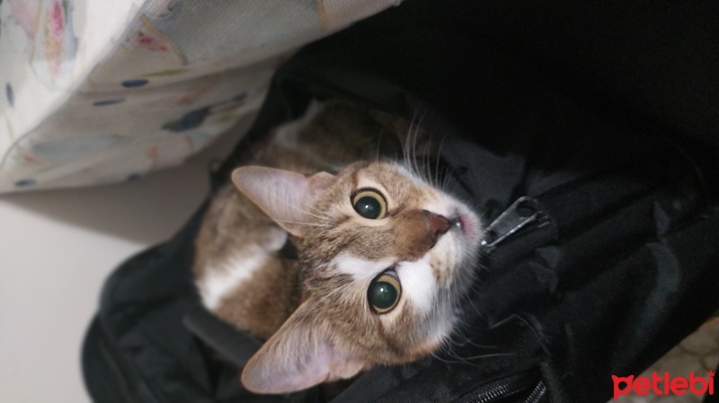 Tekir Kedi, Kedi  Lokum fotoğrafı