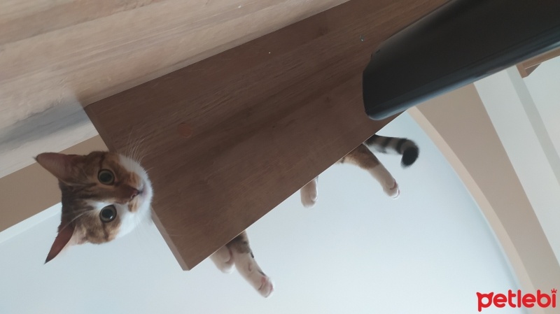 Tekir Kedi, Kedi  Lokum fotoğrafı