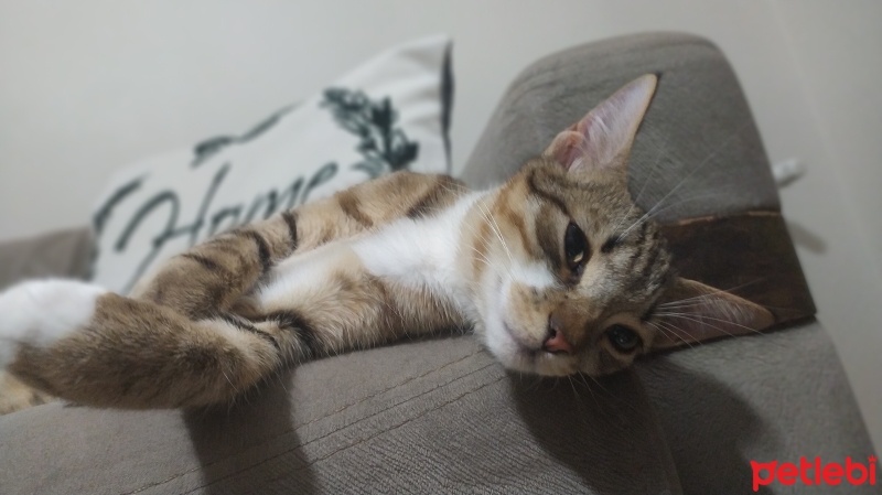 Tekir Kedi, Kedi  Fıstık fotoğrafı