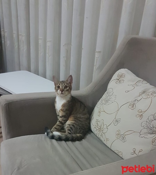 Tekir Kedi, Kedi  Fıstık fotoğrafı