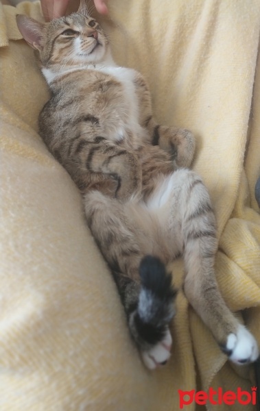 Tekir Kedi, Kedi  Fıstık fotoğrafı