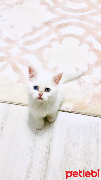 Scottish Fold, Kedi  Bulut fotoğrafı