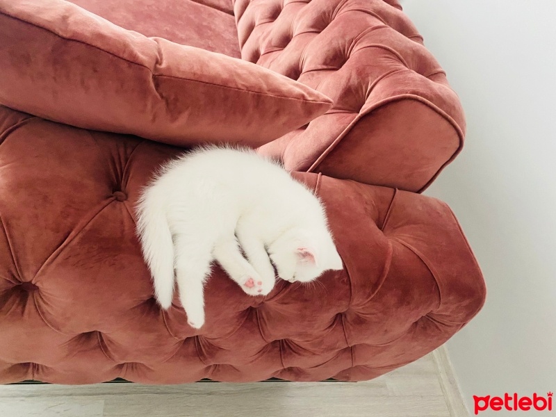 Scottish Fold, Kedi  Bulut fotoğrafı
