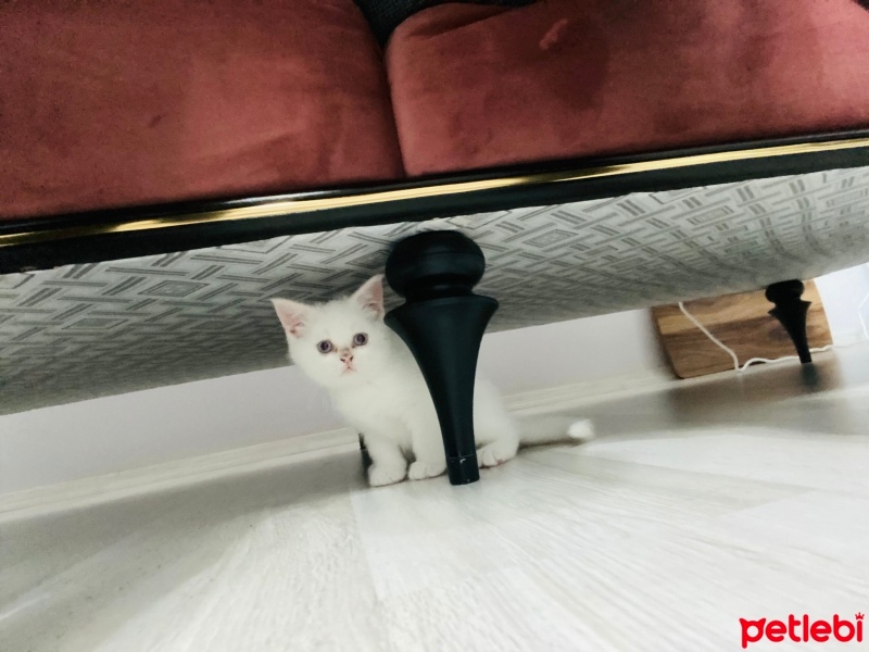 Scottish Fold, Kedi  Bulut fotoğrafı
