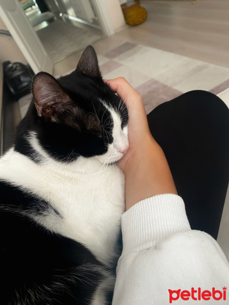 Tekir Kedi, Kedi  Sushi fotoğrafı