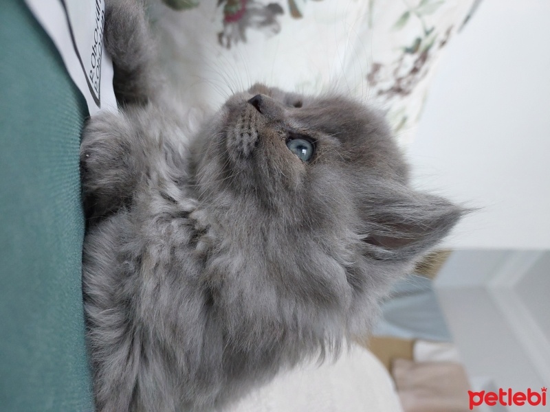 British Longhair, Kedi  Bulut fotoğrafı