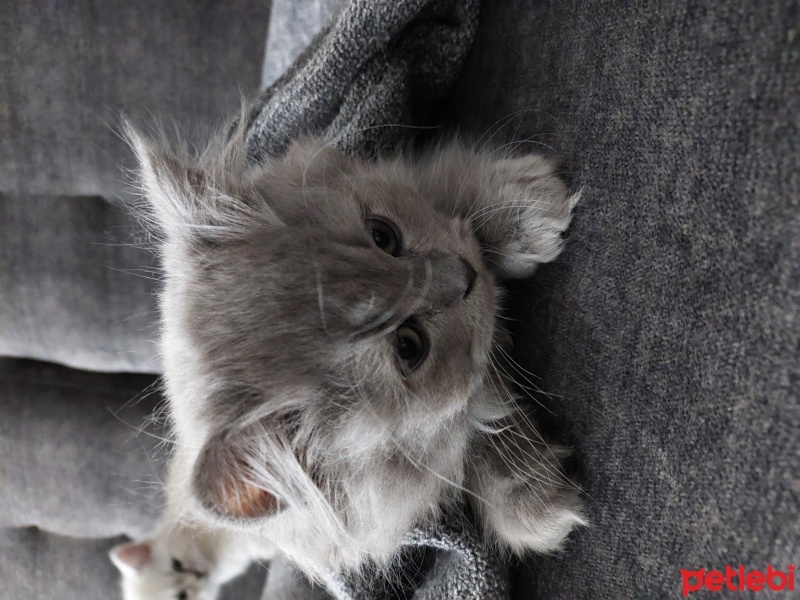 British Longhair, Kedi  Bulut fotoğrafı