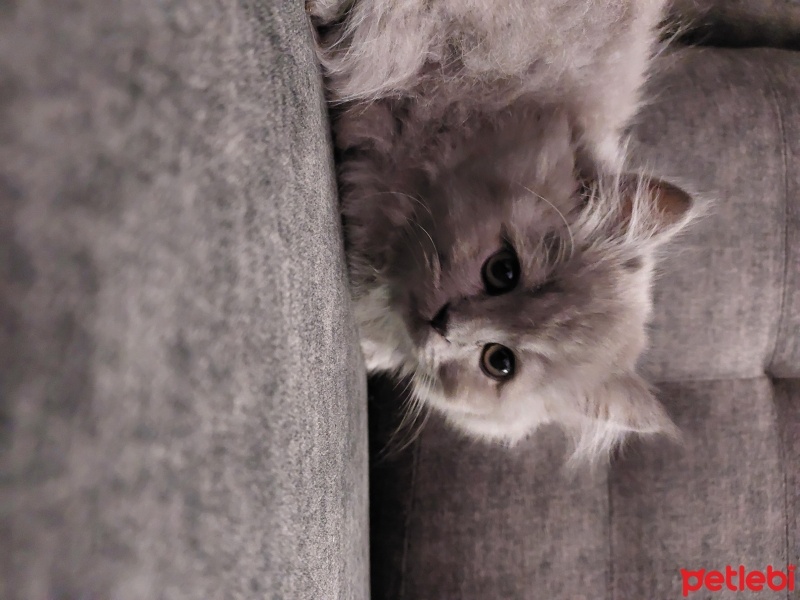 British Longhair, Kedi  Bulut fotoğrafı