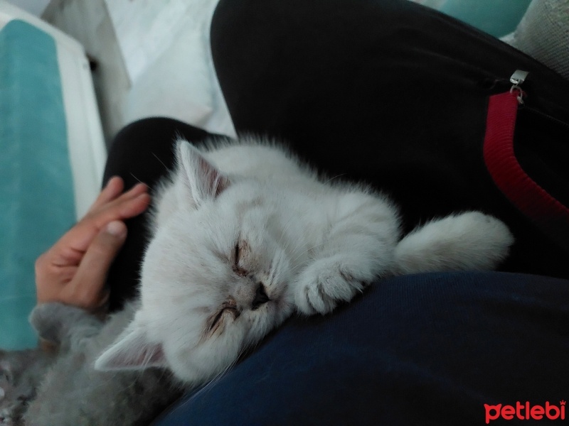 British Shorthair, Kedi  Pamuk fotoğrafı