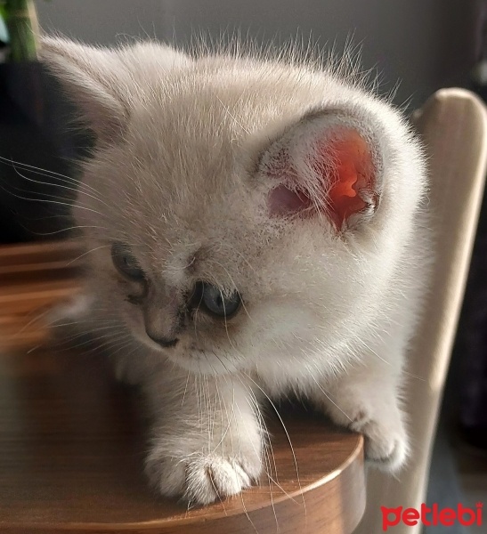 British Shorthair, Kedi  Pamuk fotoğrafı