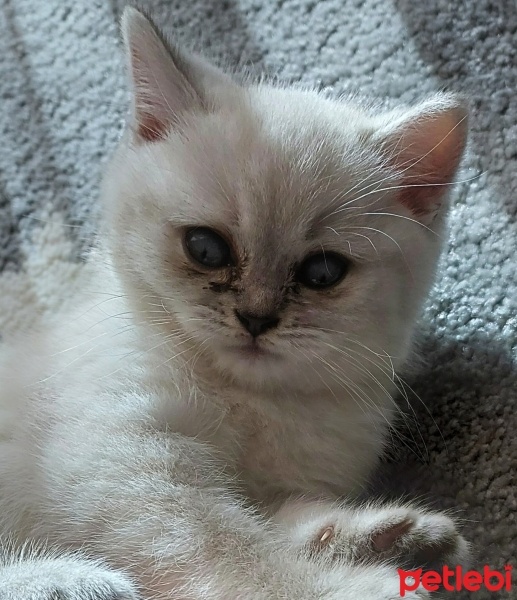 British Shorthair, Kedi  Pamuk fotoğrafı