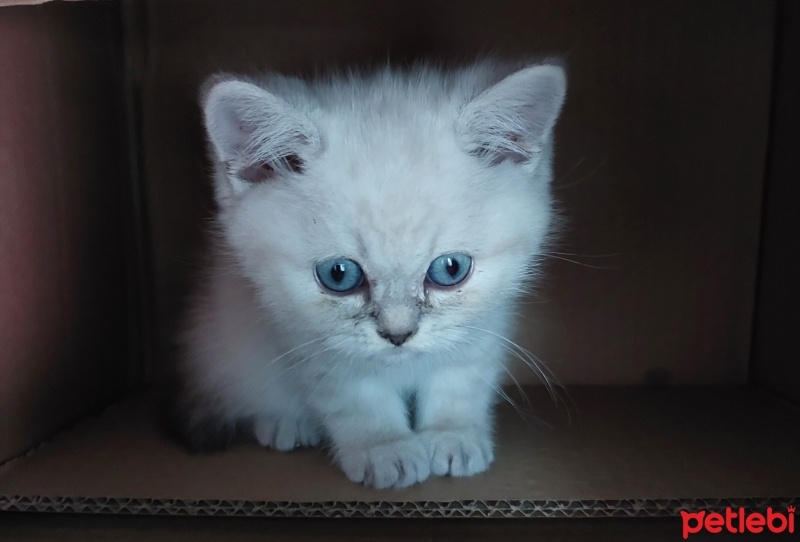 British Shorthair, Kedi  Pamuk fotoğrafı