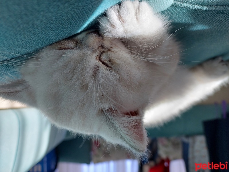 British Shorthair, Kedi  Pamuk fotoğrafı