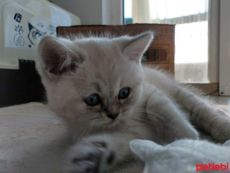 British Shorthair, Kedi  Pamuk fotoğrafı