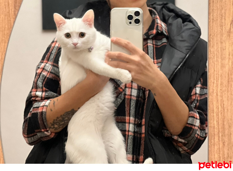 Ankara Kedisi, Kedi  Mia fotoğrafı