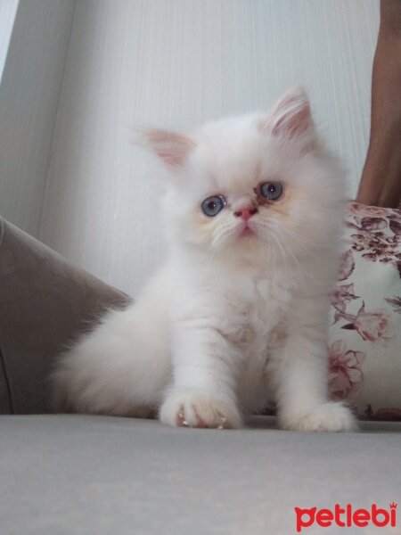 Scottish Fold, Kedi  Kral fotoğrafı