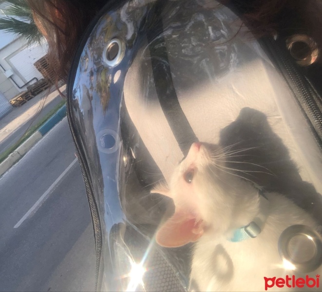 Ankara Kedisi, Kedi  May fotoğrafı