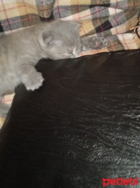 British Shorthair, Kedi  Saman ve duman fotoğrafı