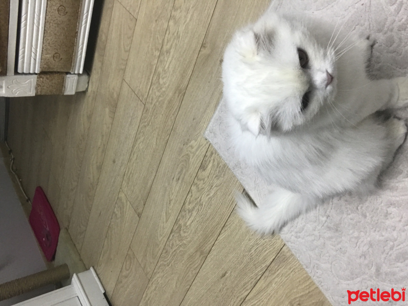 American Shorthair, Kedi  BASTET fotoğrafı