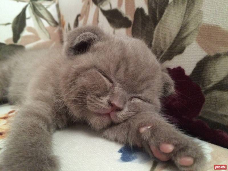 Scottish Fold, Kedi  leblebi fotoğrafı