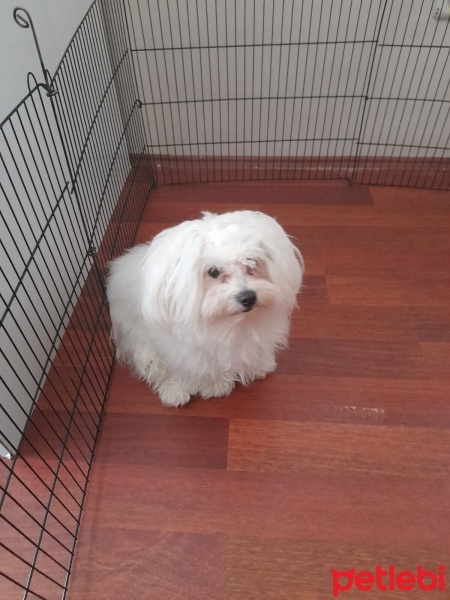 Maltese, Köpek  paşa ya ömürlük yuva arıyoruz fotoğrafı