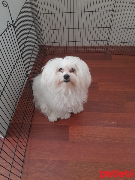 Maltese, Köpek  paşa ya ömürlük yuva arıyoruz fotoğrafı