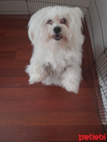 Maltese, Köpek  paşa ya ömürlük yuva arıyoruz fotoğrafı
