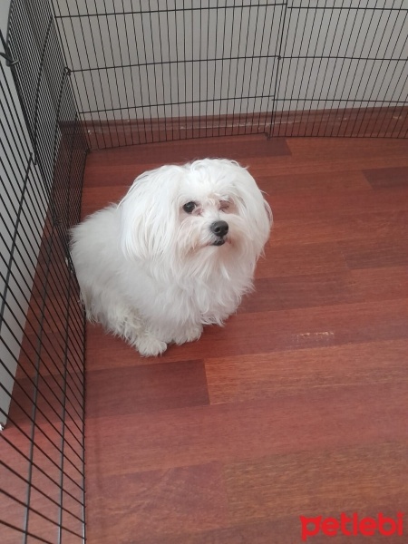 Maltese, Köpek  paşa ya ömürlük yuva arıyoruz fotoğrafı