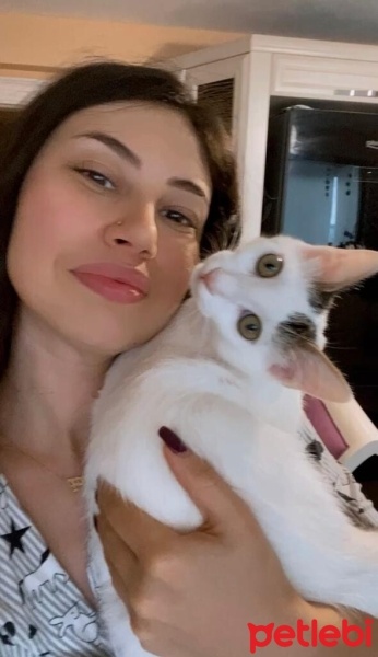 Tekir Kedi, Kedi  hera fotoğrafı