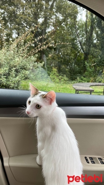 Tekir Kedi, Kedi  hera fotoğrafı