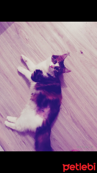 Tekir Kedi, Kedi  Miya fotoğrafı