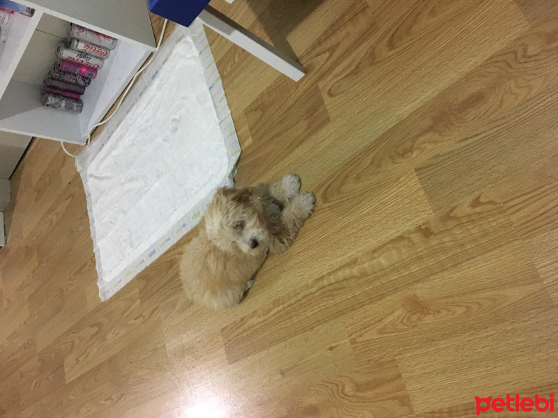 Maltese, Köpek  Bonnie fotoğrafı