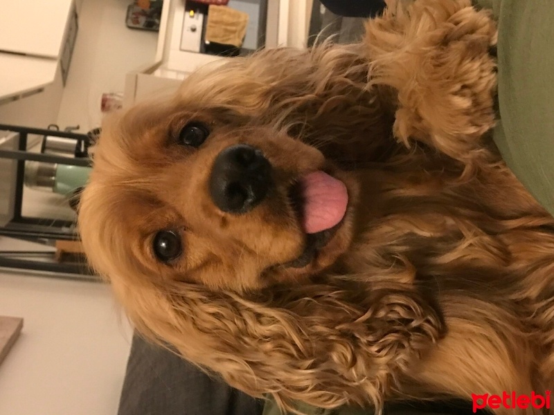 Amerikan Cocker Spaniel, Köpek  Alfie fotoğrafı