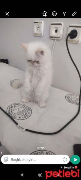İran Kedisi (Persian), Kedi  Sütlaç fotoğrafı