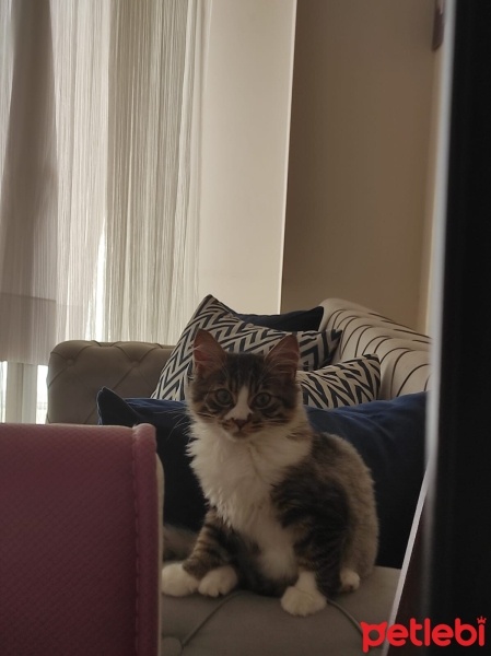 Tekir Kedi, Kedi  Şanslı fotoğrafı