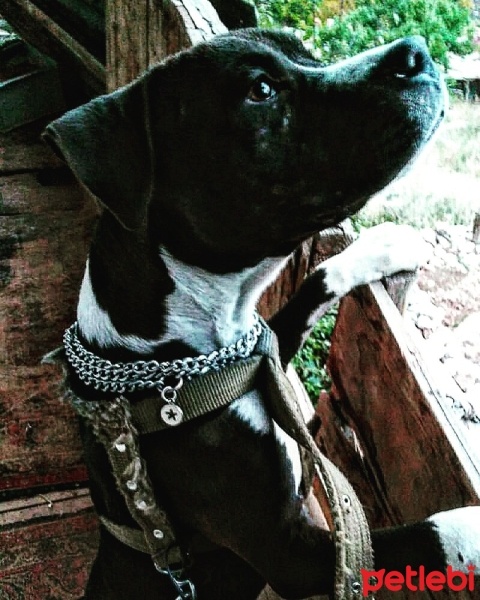 Amerikan Staffordshire Terrier, Köpek  Pablo fotoğrafı